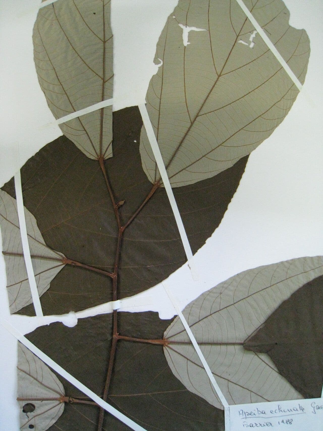 Apeiba 13