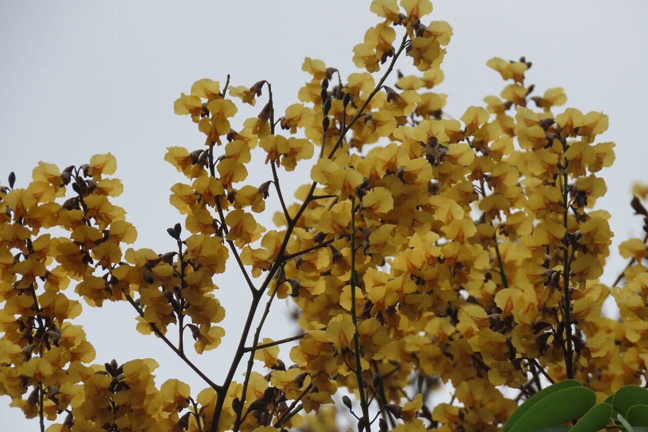 Pterocarpus 7