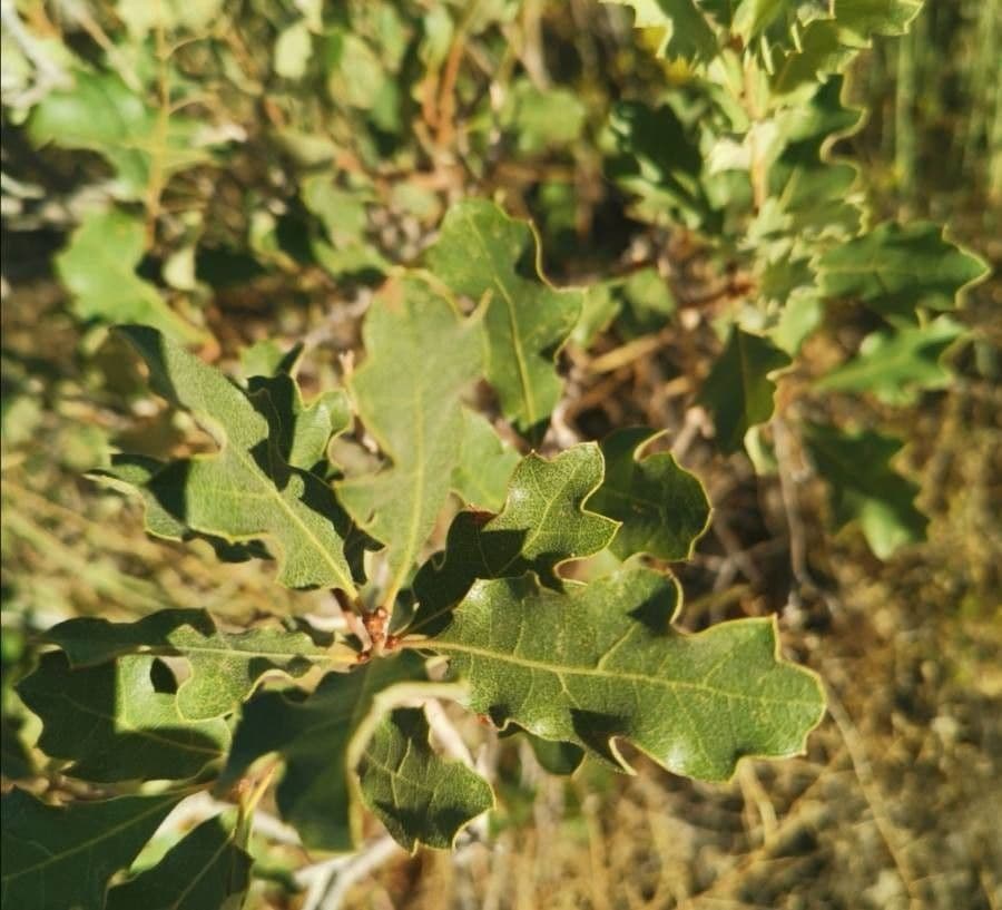Quercia lusitanica 10