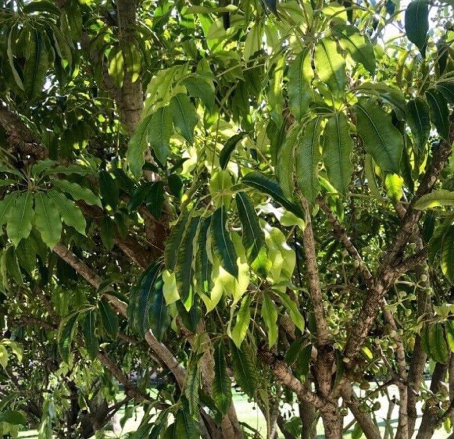 Heptapleurum 7