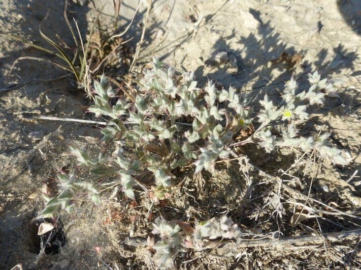 Hollisteria lanata 7