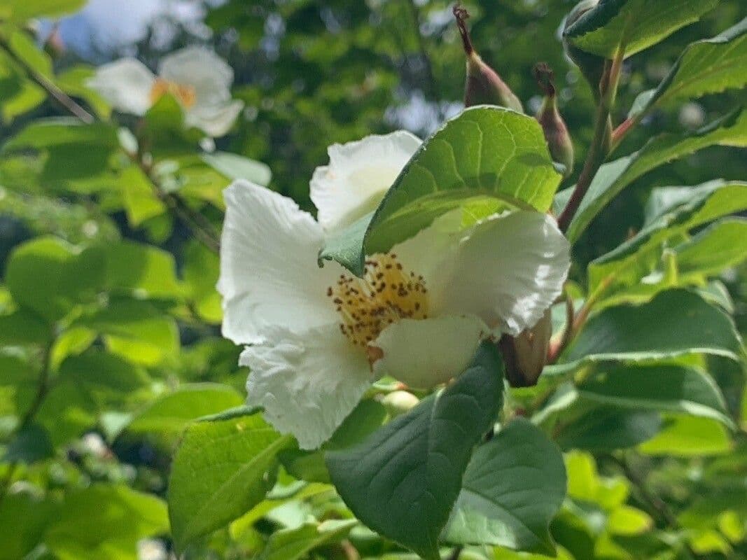 Stewartia ovata 6
