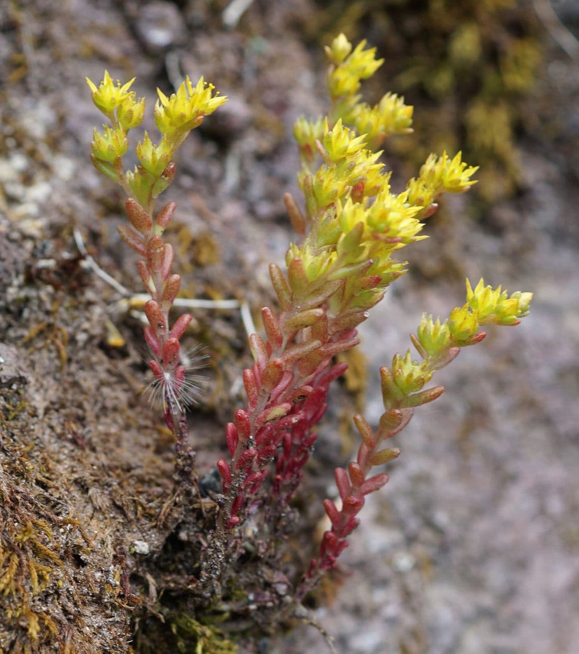 Borracina annuale 8