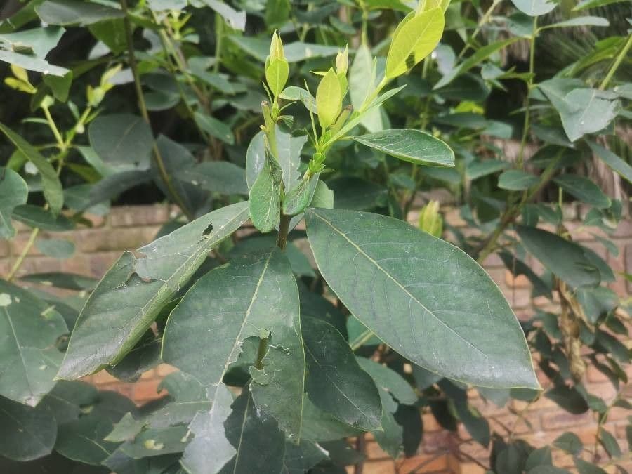 Dais cotinifolia 12