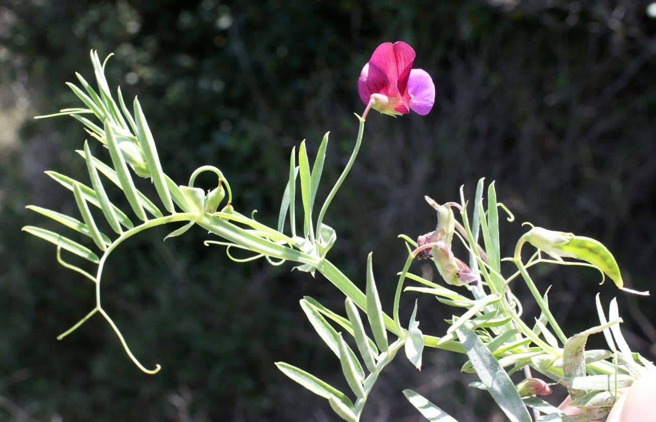 Cicerchia clymenum 12