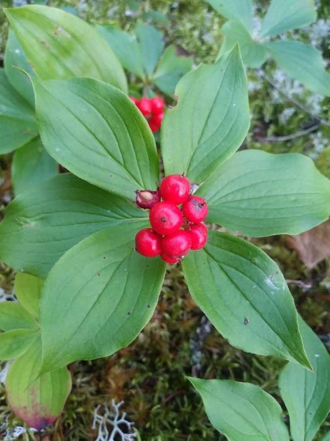 Cornus de Canadá 16