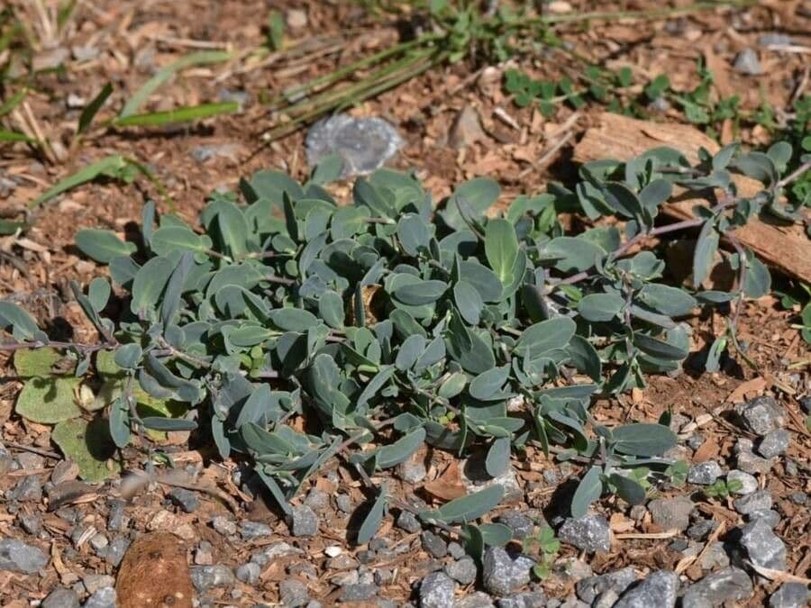 Telephium imperati 17