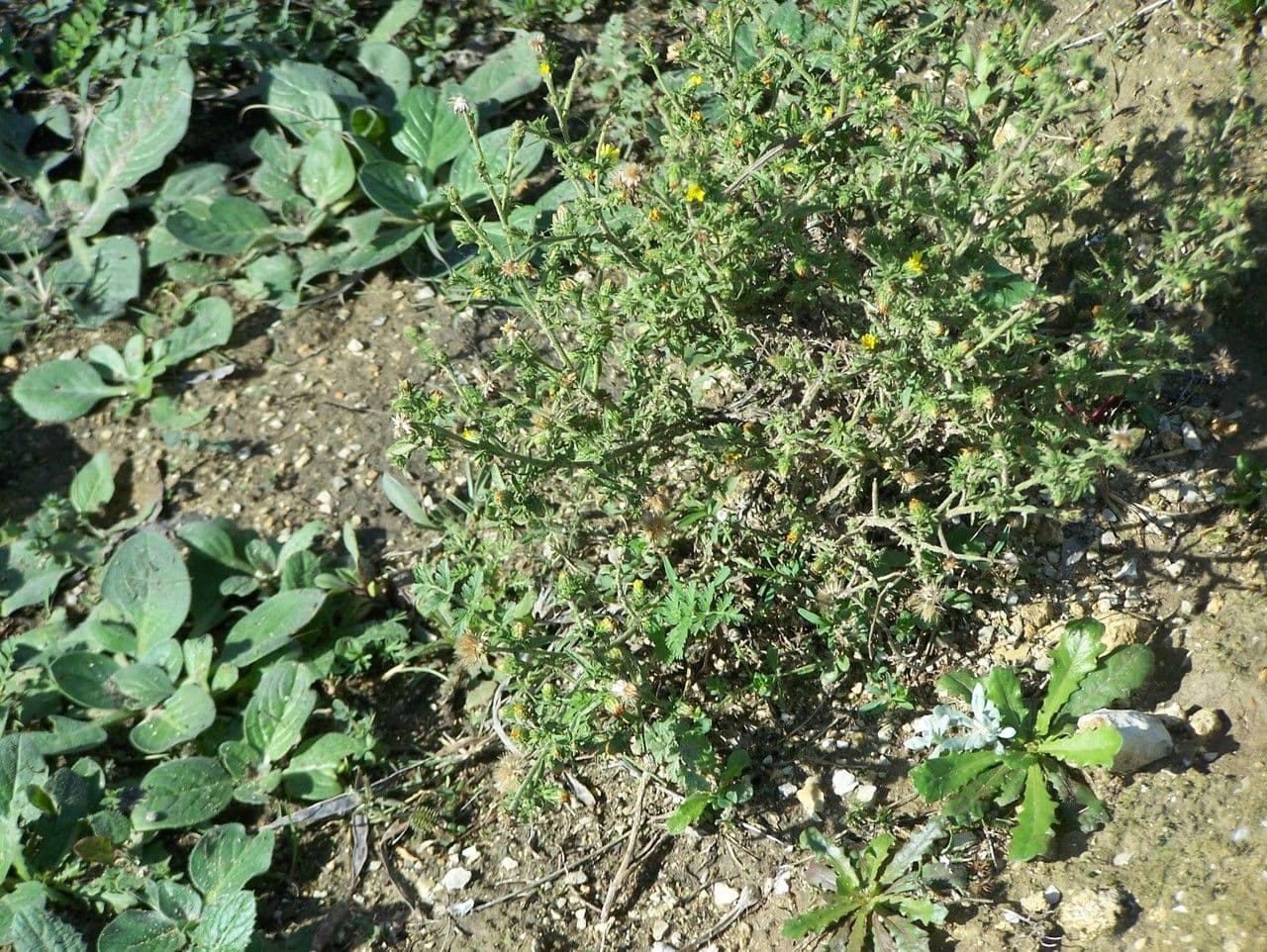 Inula fetida 21
