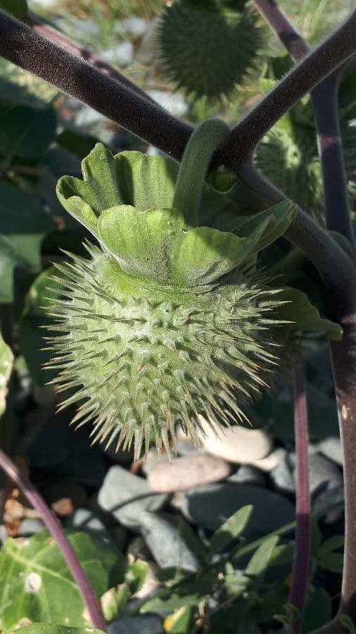 Datura di Wright