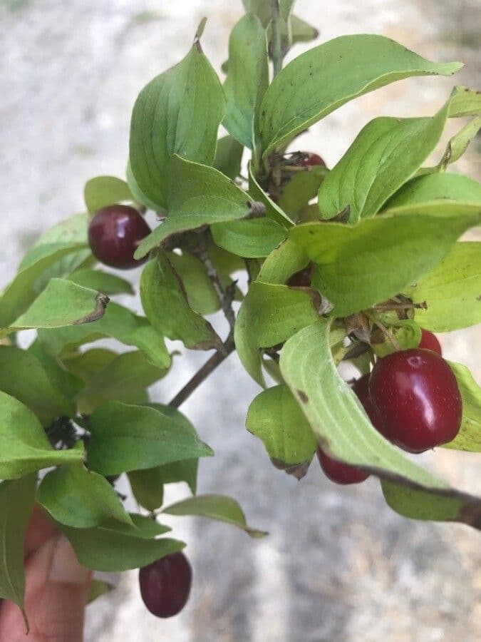 Cornelian-cherry 4