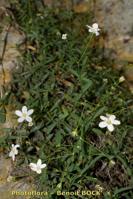 Moehringia 9
