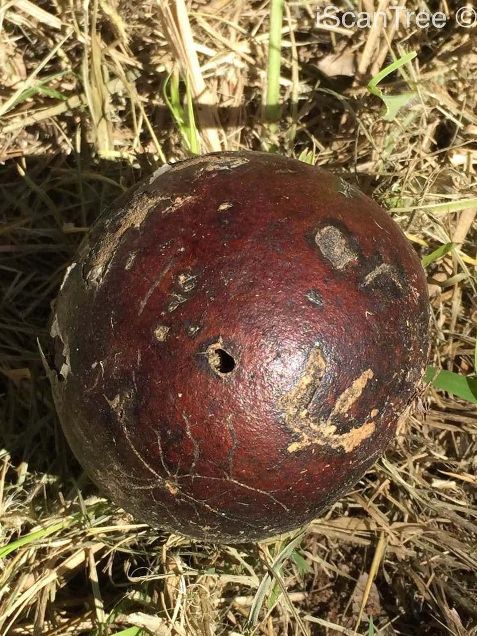 Brechnuss madagaskarische
