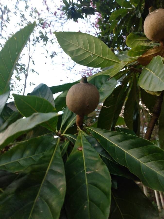 Genipapo-Baum 4