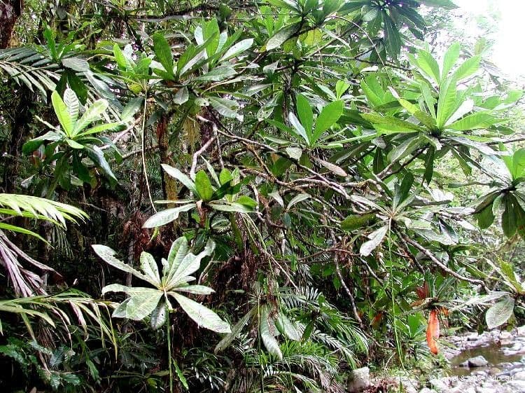 Barringtonia 10