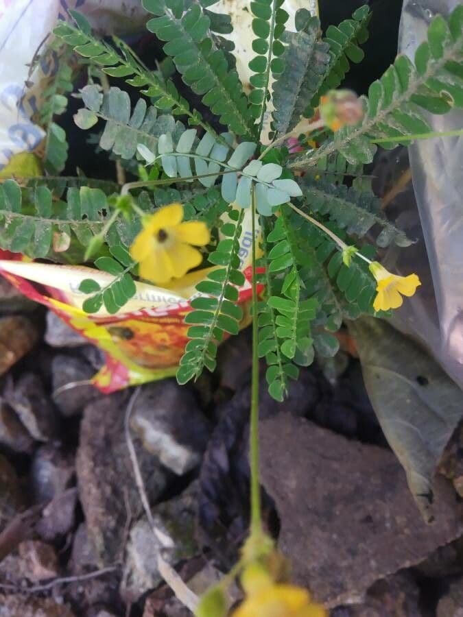 Pianta vitale 4