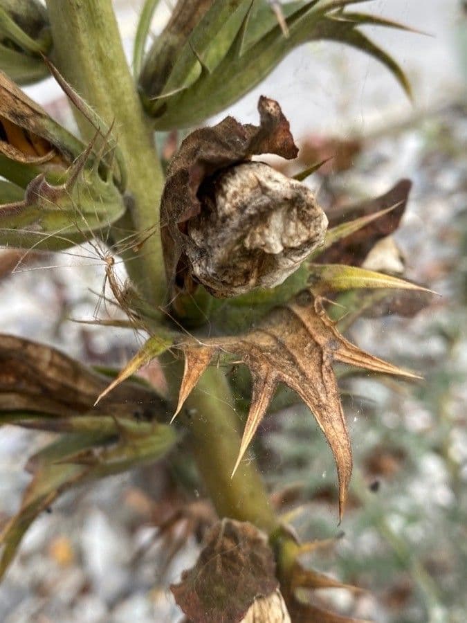 Acantho spinoso 4