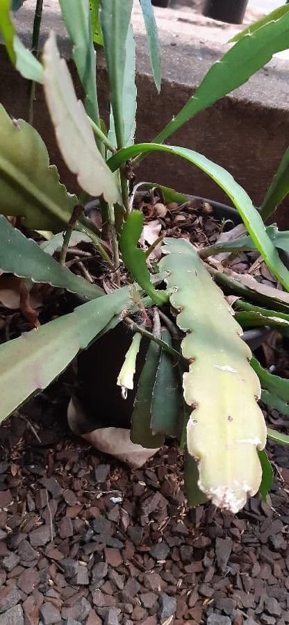 Cactus grimpant 16