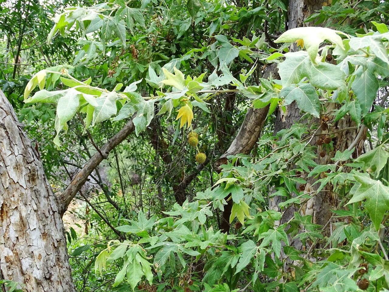 Platano della California 12
