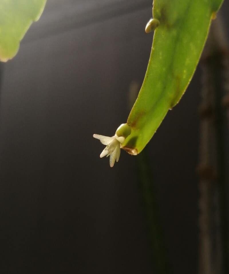 Rhipsalis micrantha 3