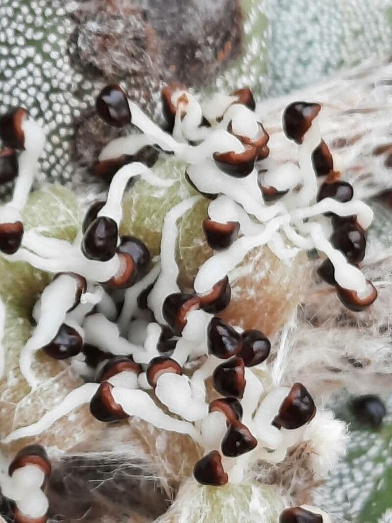 Astrophytum 3