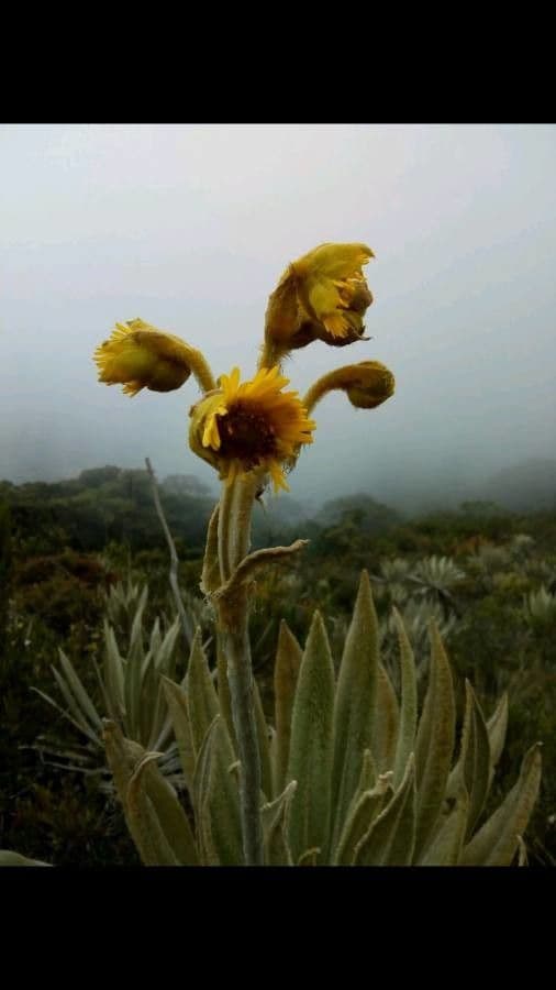 Frailejón 6