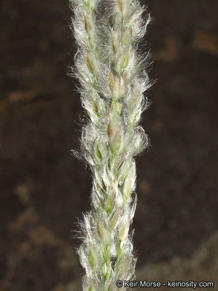 Digitaria californica 2