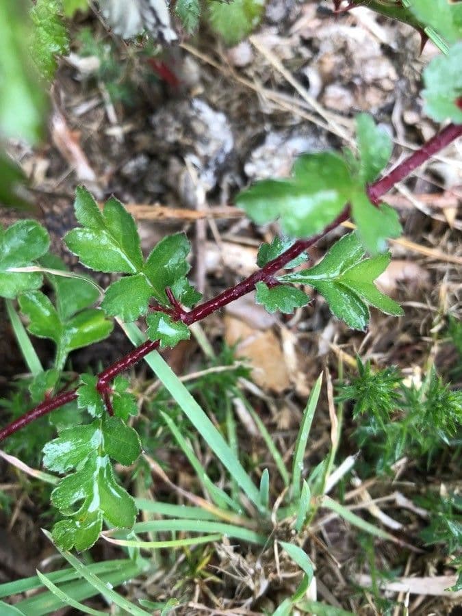 Fuchsiöse johannisbeere 21