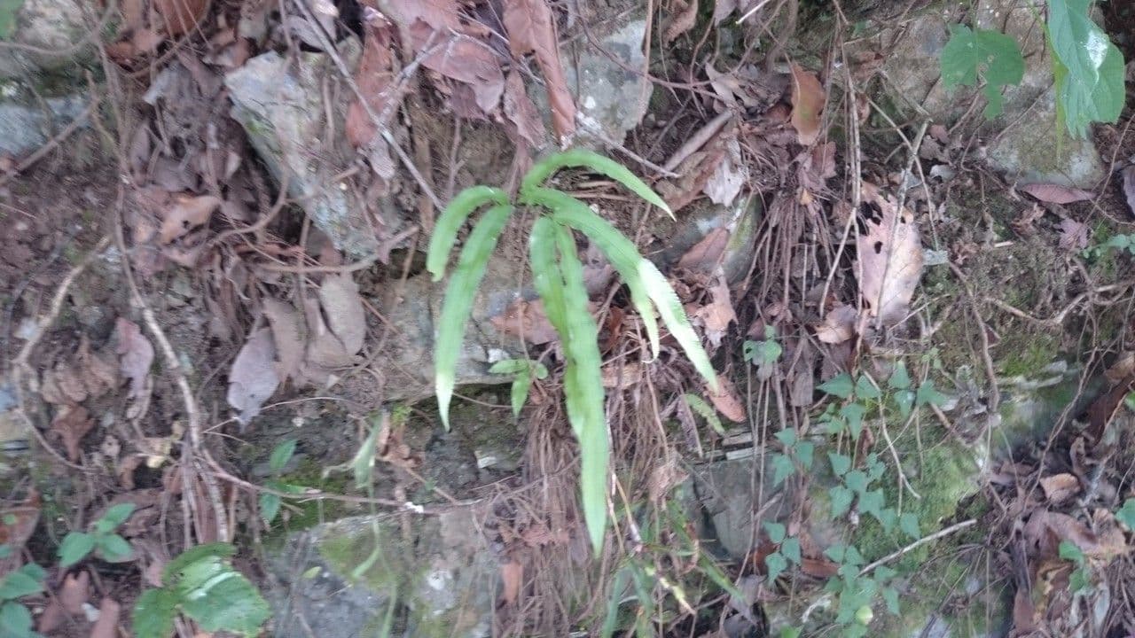 Pteris di Creta 16