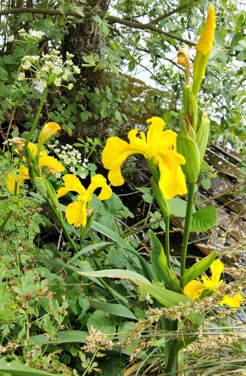 Sumpf-Schwertlilie 30