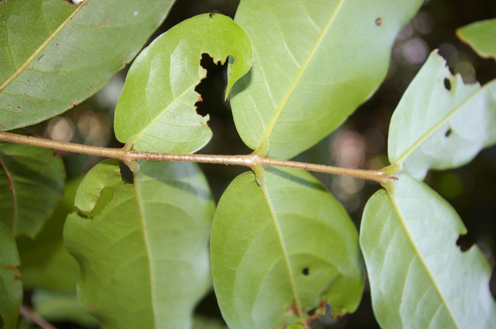 Eugenia 11