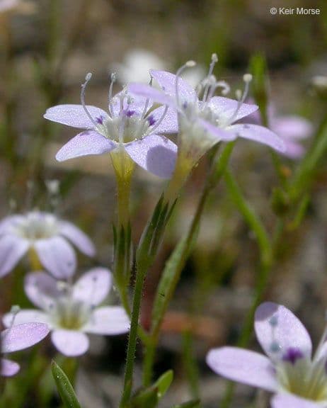 Navarretia leptalea 2