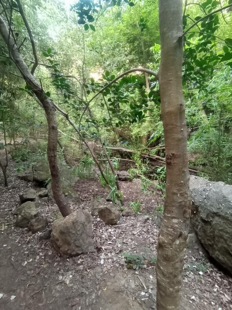 Picconia excelsa 5