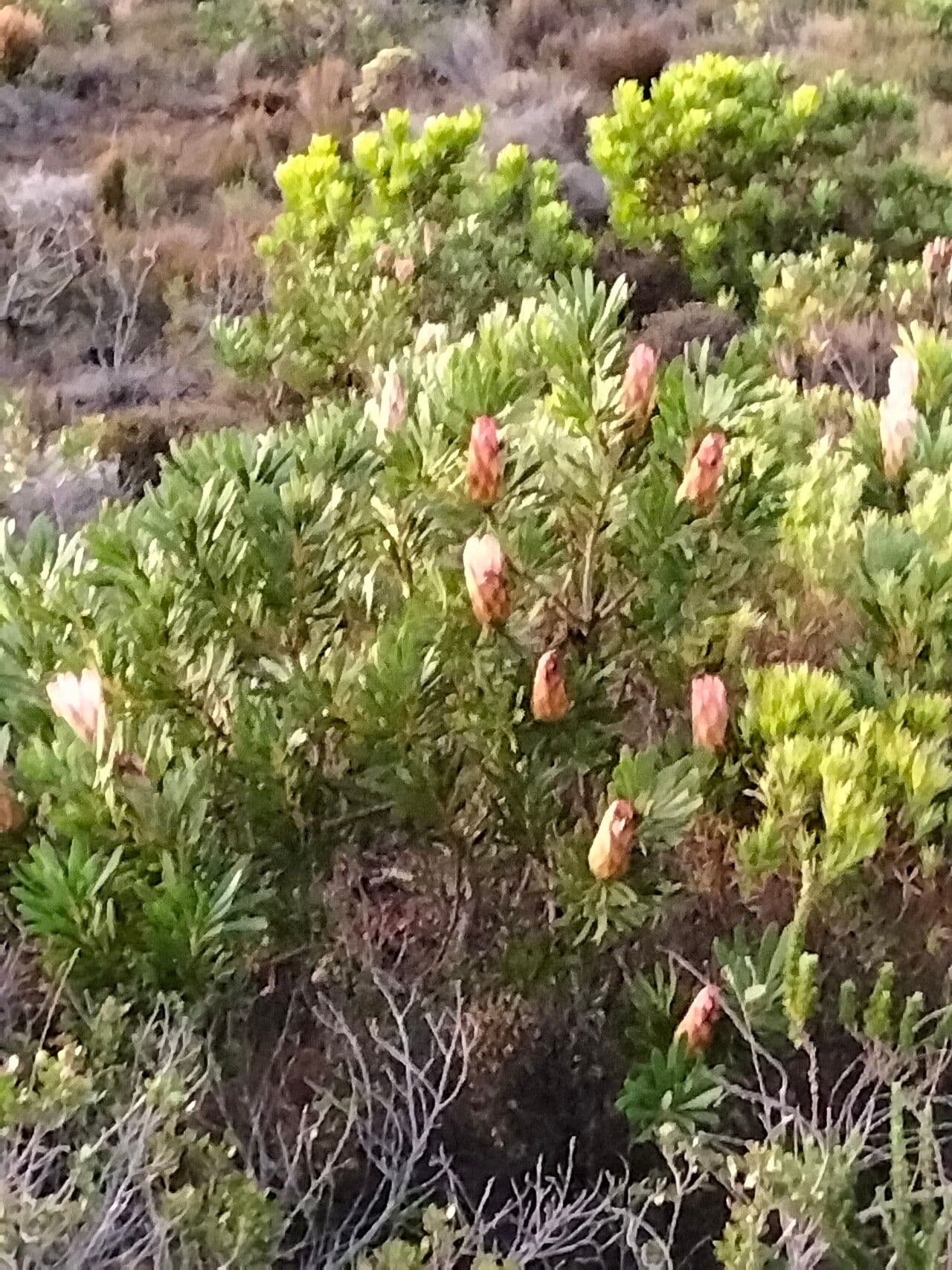 Protea 9