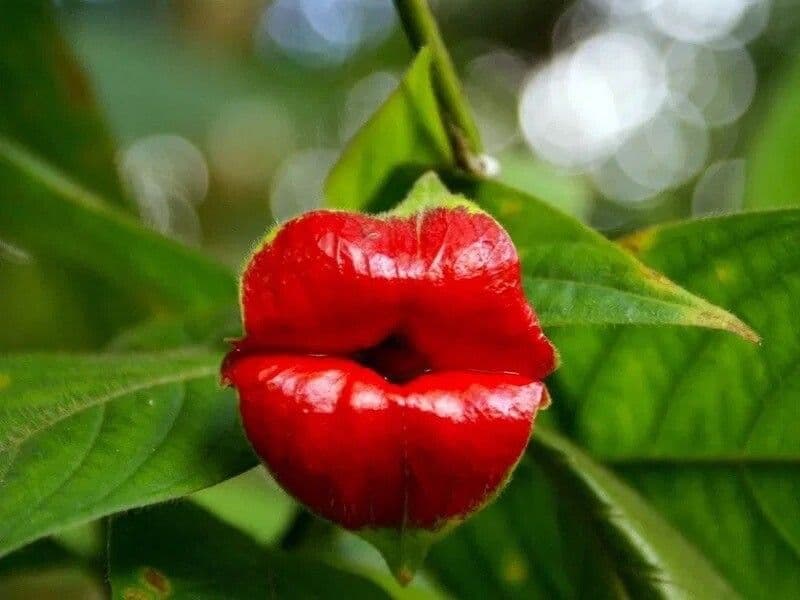 Labios rojos 15