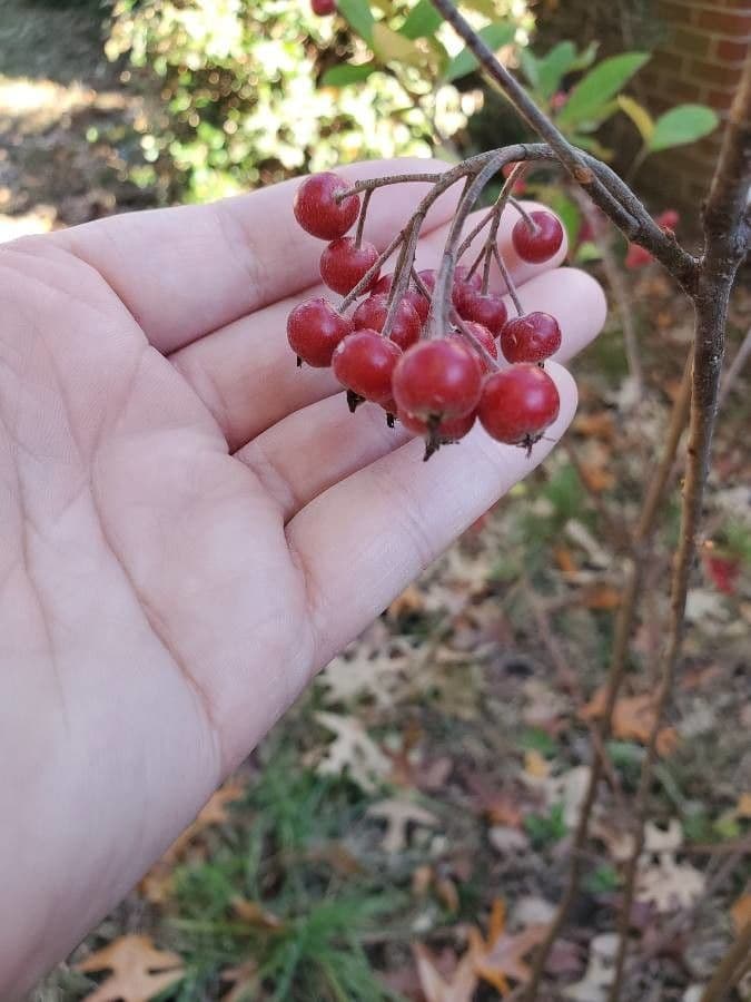 Aronia rossa 2
