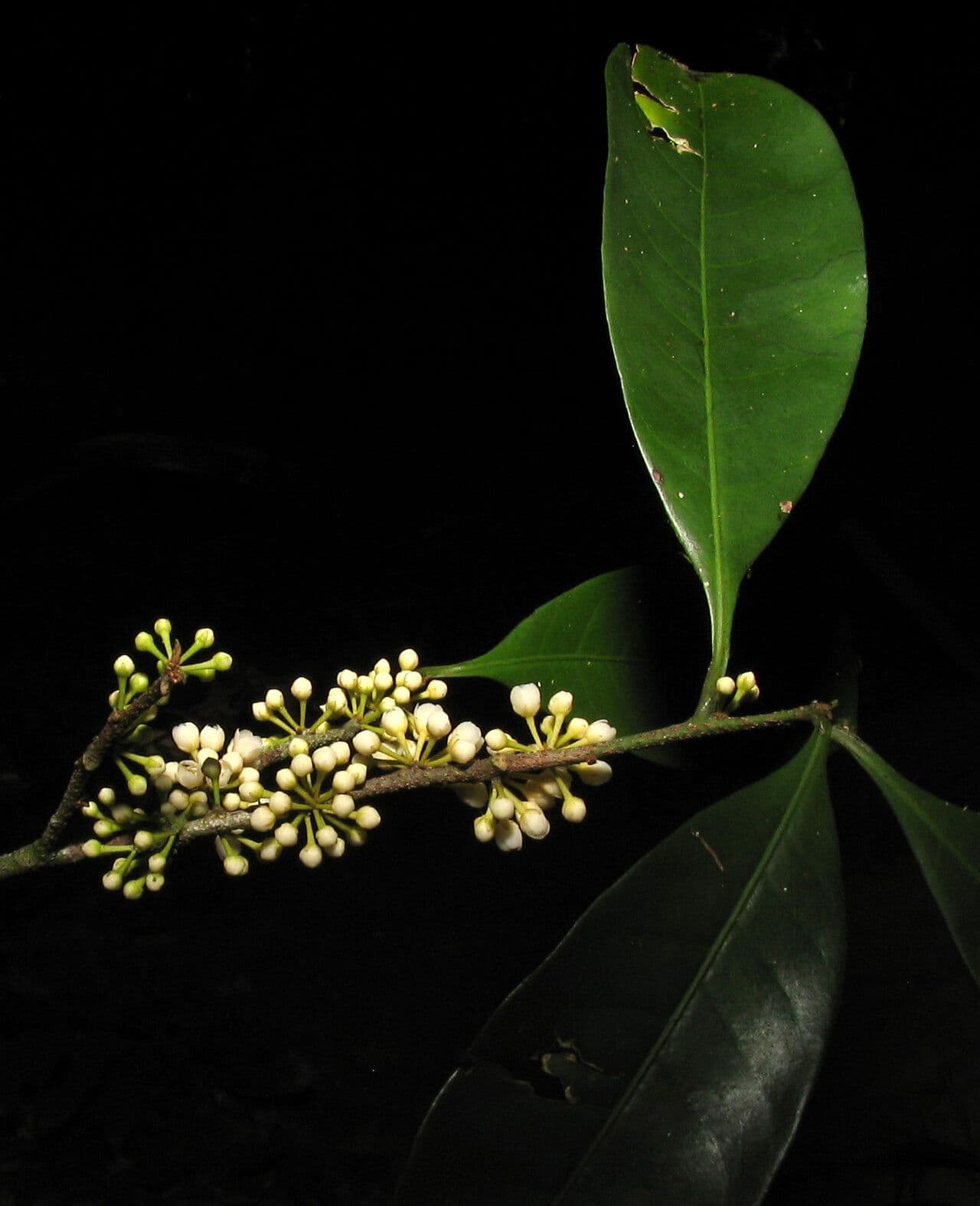 Pouteria 4