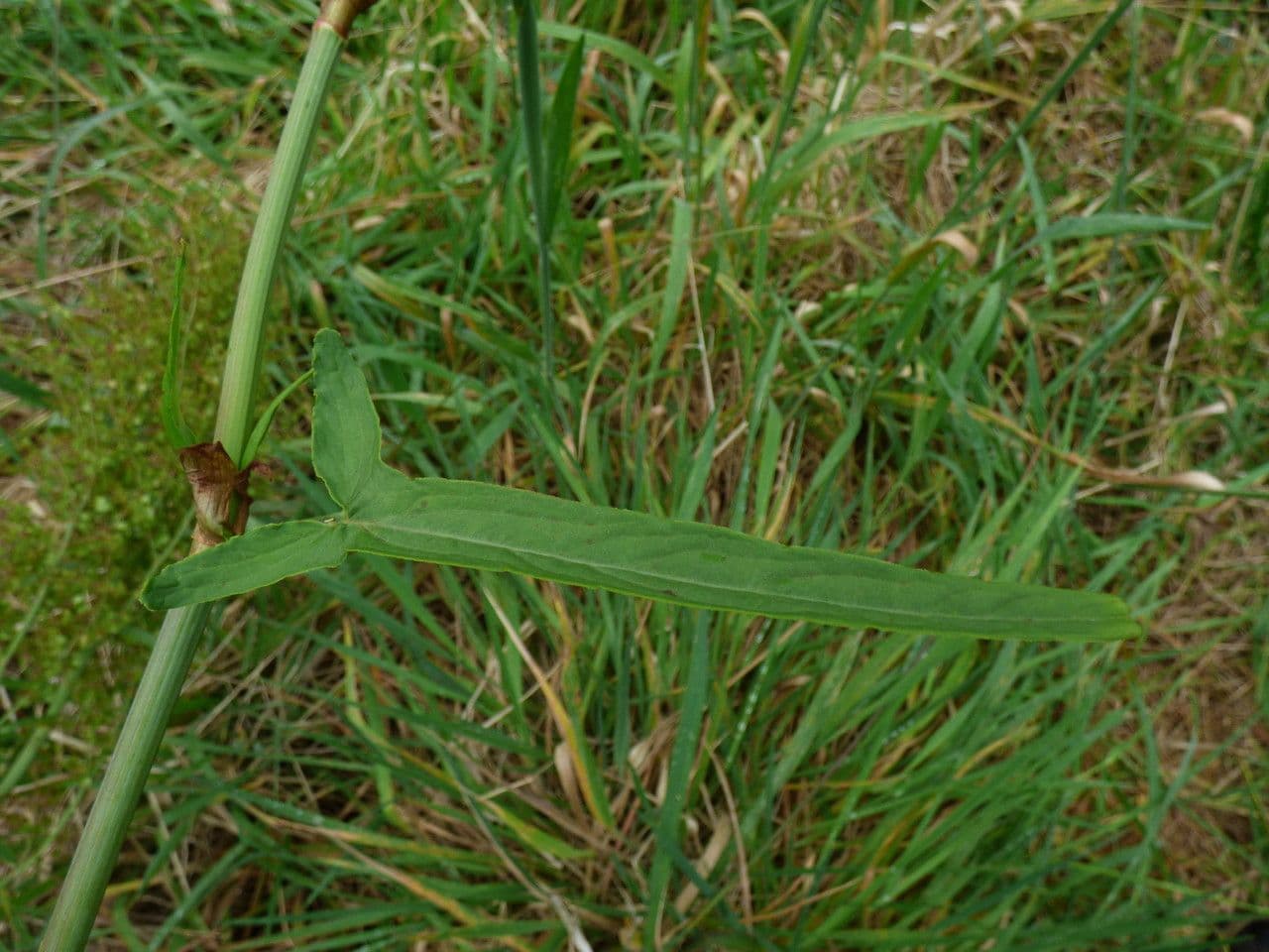 Acetosa abissina 11