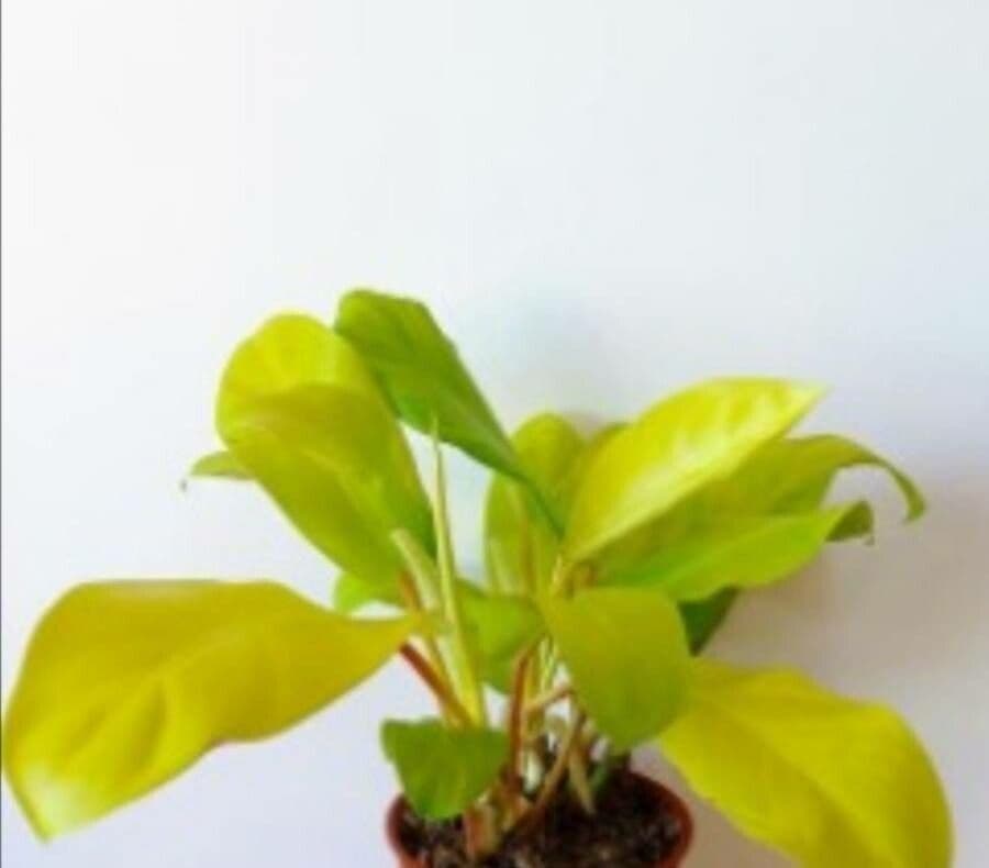 Anubias di Barter 3