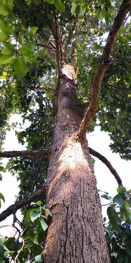 Dipterocarpus 7