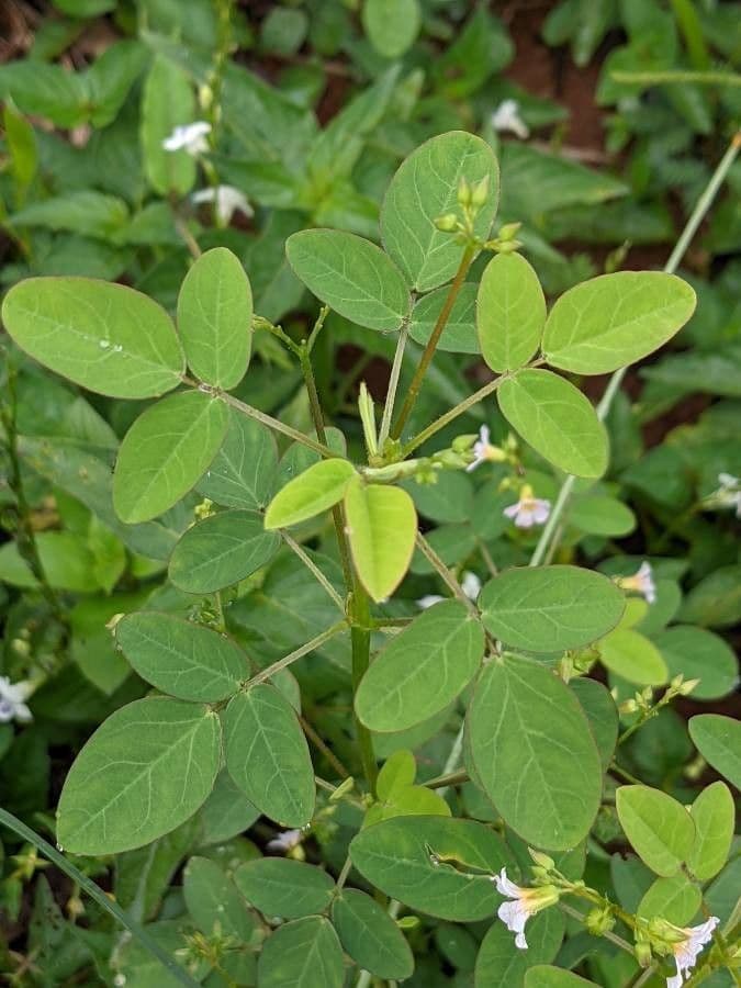 Acetosa di Barrelier 19