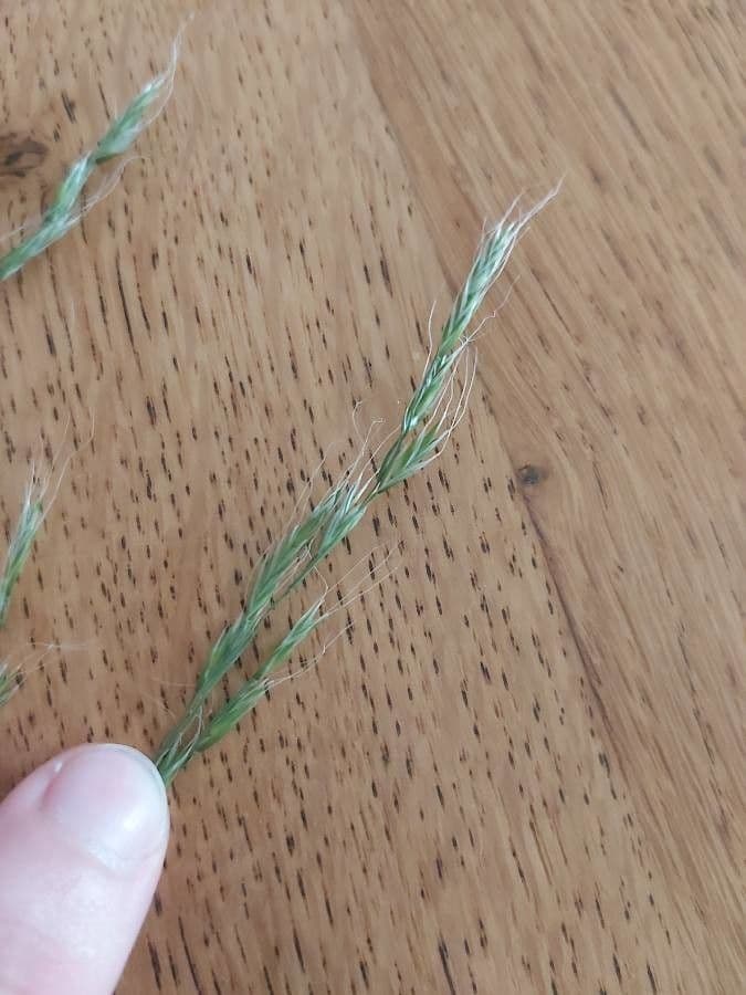 Festuca gigante 4