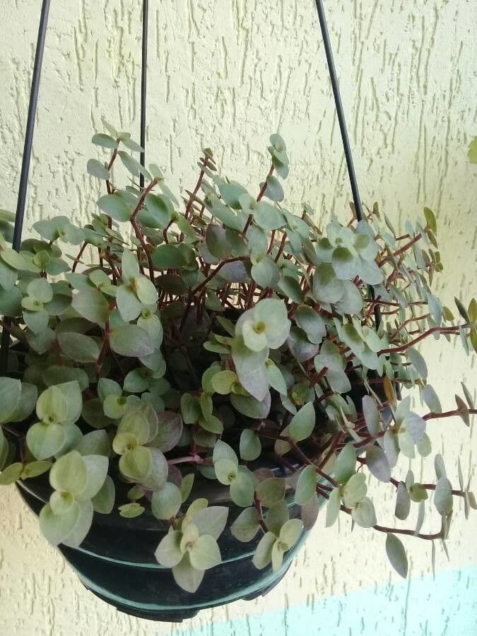 Callisia repens 20