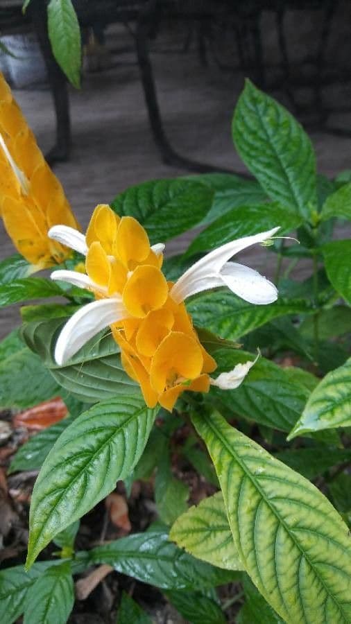 Pachystachys 5