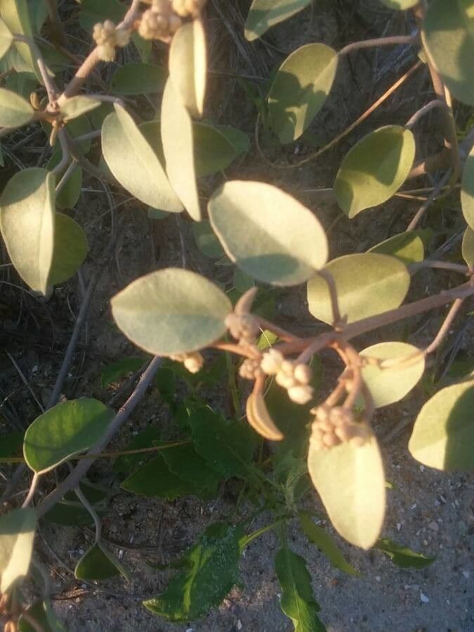 Croton punctatus 2