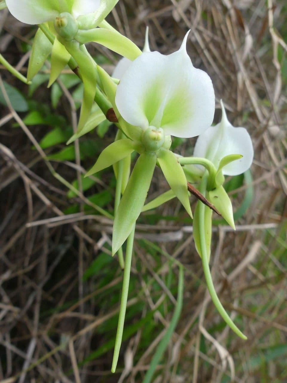 Angraecum eburneum 7