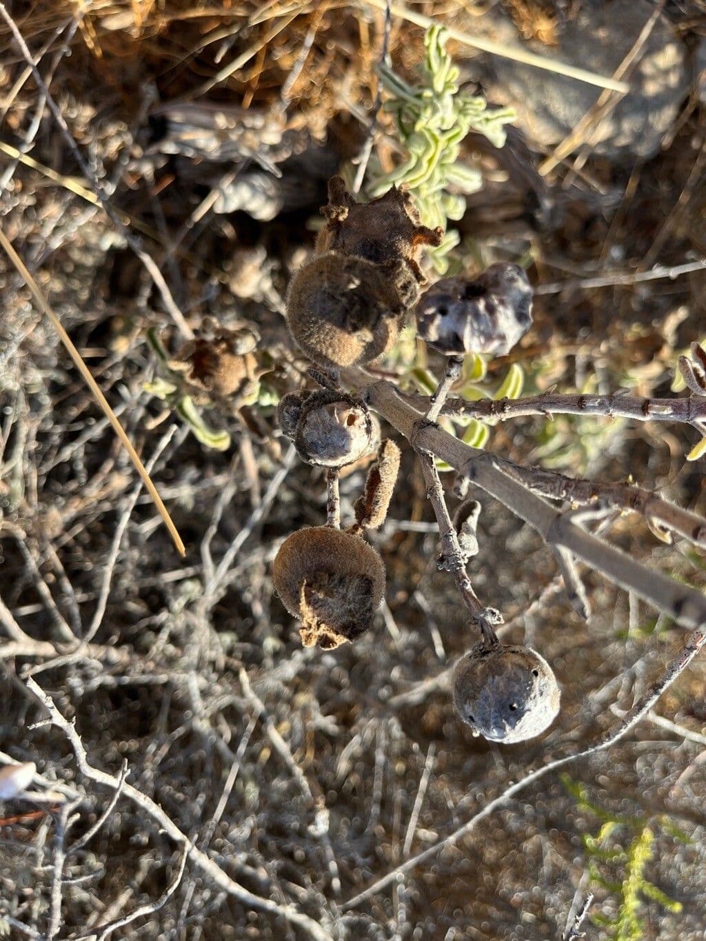 Salvia 2