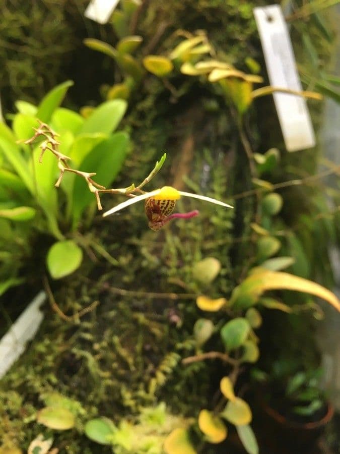 Scaphosepalum