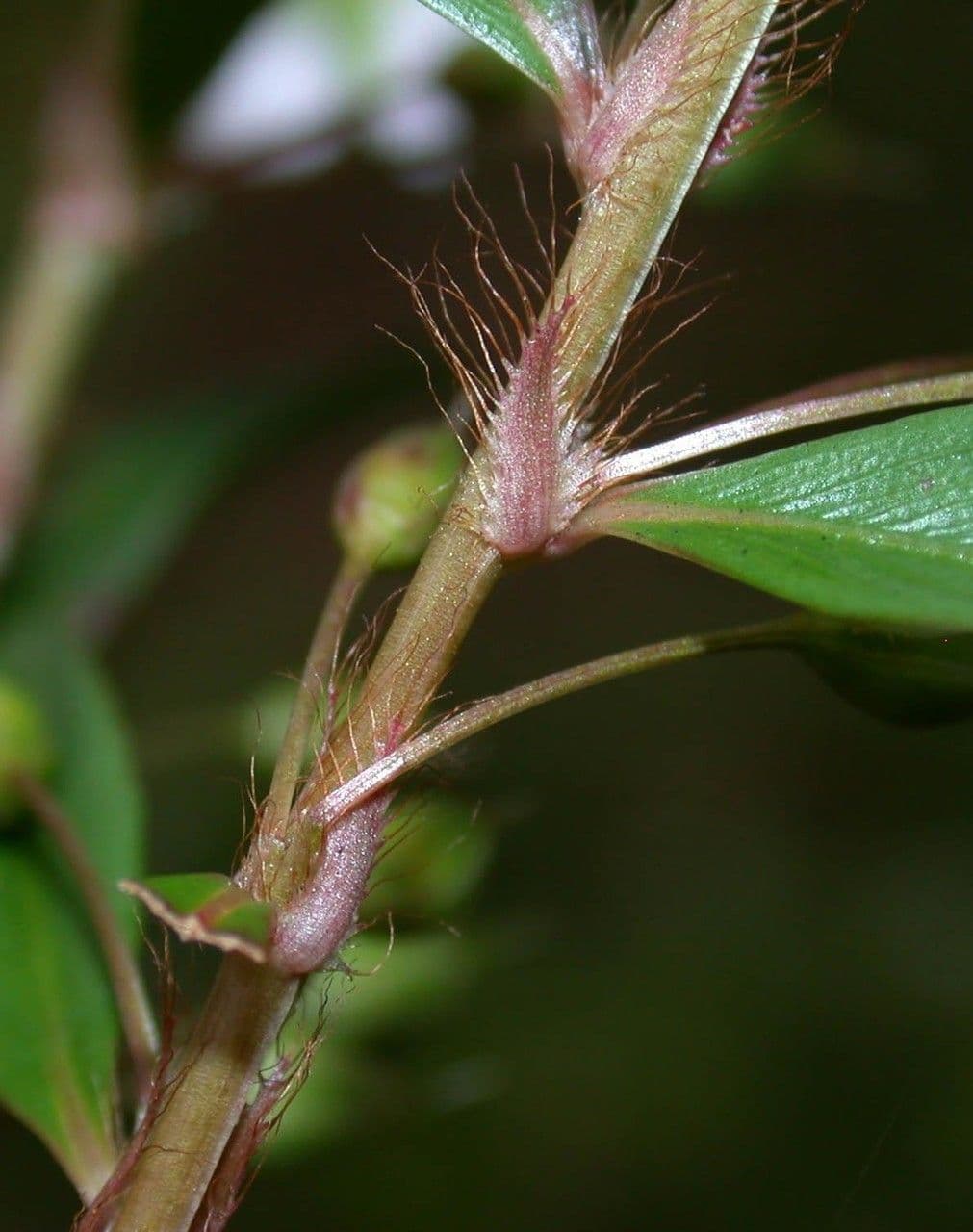 Sauvagesia 21