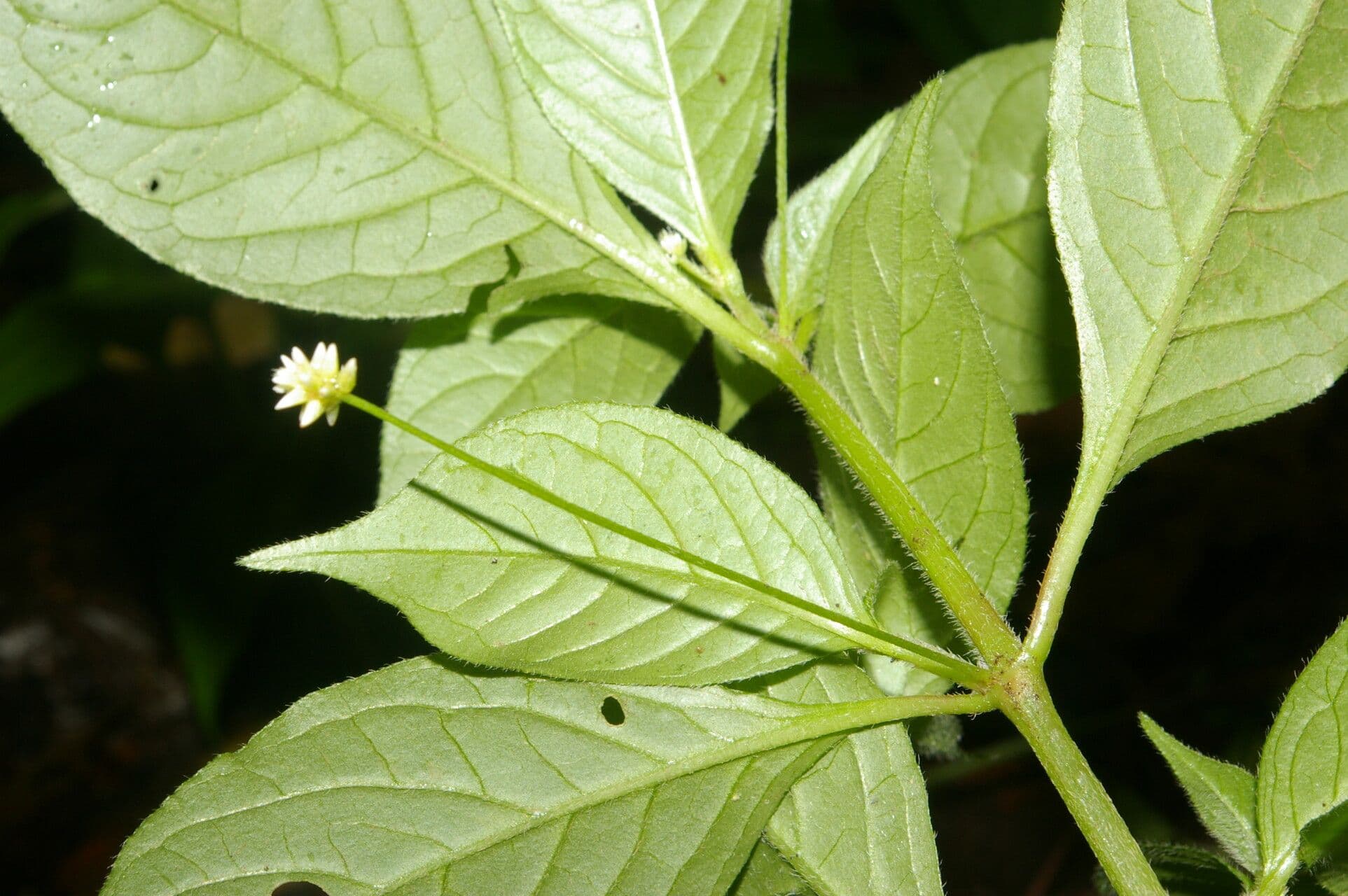 Alternanthera 10