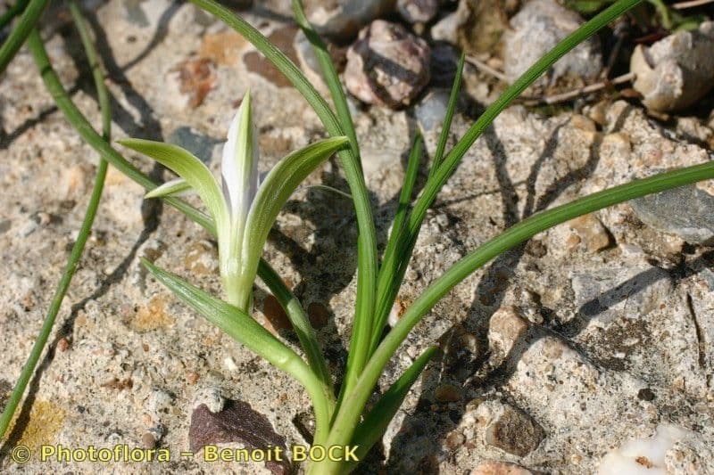 Romulea 22